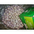 High Quality Fresh Normal White Garlic